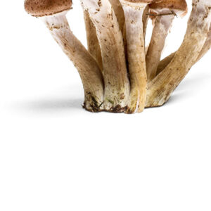 Mushroom - immagine 4